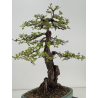 Crataegus monogyna -espino albar- I-8686 vista 4