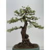 Crataegus monogyna I-8686 view 5