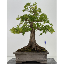 Acer campestris I-8687