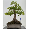 Acer campestris I-8687