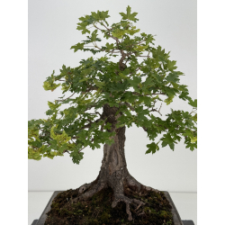 Acer campestris I-8687 vista 2