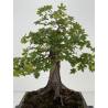 Acer campestris I-8687 vista 2