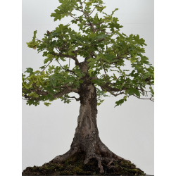 Acer campestris I-8687 vista 3