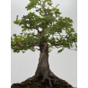 Acer campestris I-8687 vista 3
