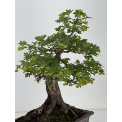 Acer campestris I-8687 vista 4