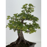 Acer campestris I-8687 vista 4