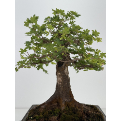 Acer campestris I-8687 vista 5