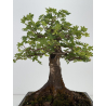 Acer campestris I-8687 vista 5
