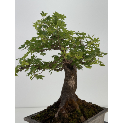 Acer campestris I-8687 vista 6