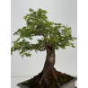 Acer campestris I-8687 vista 6