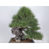 Pinus thunbergii -pino negro japonés- I-8690 vista 2