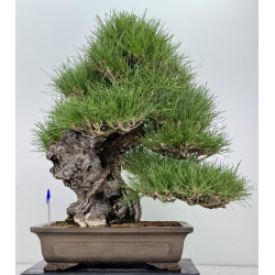 Pinus thunbergii  I-8690