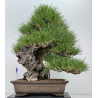 Pinus thunbergii -pino negro japonés- I-8690