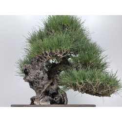 Pinus thunbergii  I-8690 view 3
