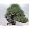 Pinus thunbergii  I-8690 view 3