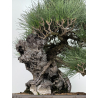 Pinus thunbergii -pino negro japonés- I-8690 vista 4