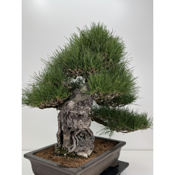 Pinus thunbergii  I-8690 view 5
