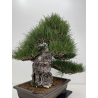 Pinus thunbergii  I-8690 view 5
