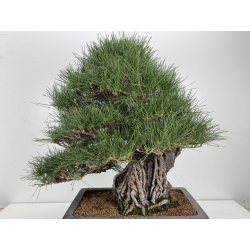 Pinus thunbergii  I-8690 view 6