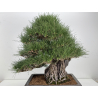 Pinus thunbergii  I-8690 view 6