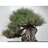 Pinus thunbergii -pino negro japonés- I-8690 vista 7