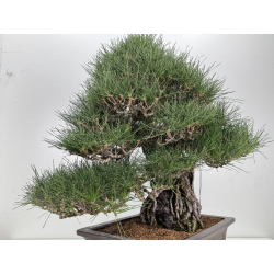 Pinus thunbergii  I-8690 view 8