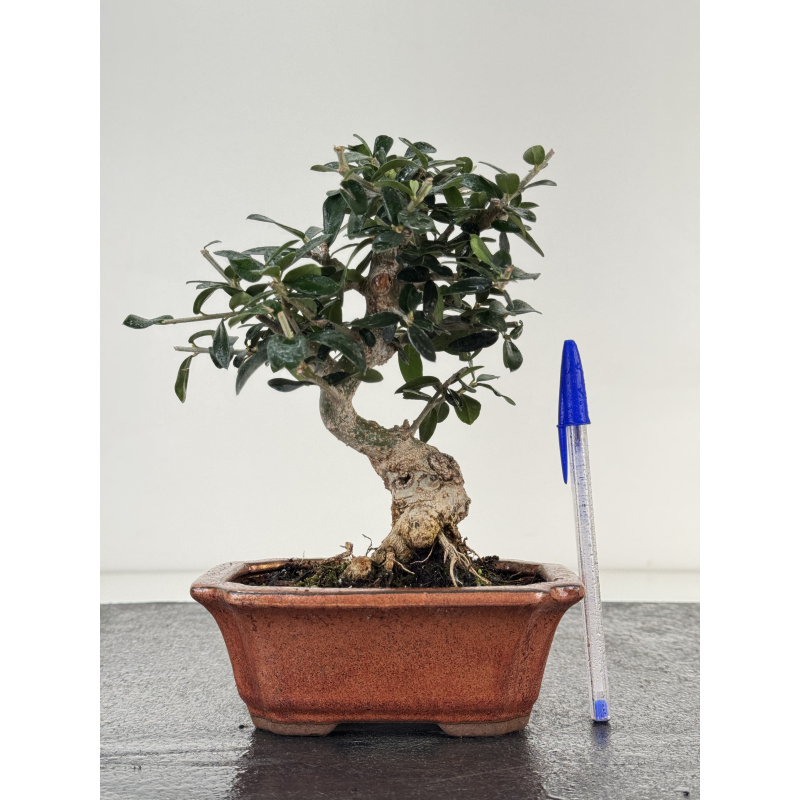 Olea europaea sylvestris I-8691