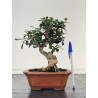 Olea europaea sylvestris -olivo acebuche- I-8691