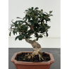 Olea europaea sylvestris -olivo acebuche- I-8691 vista 2