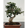 Olea europaea sylvestris -olivo acebuche- I-8691 vista 3