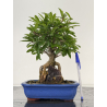 Punica granatum -granado- nejikan I-8693