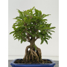 Punica granatum nejikan I-8693 view 3