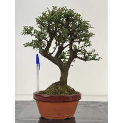 Ulmus parvifolia Hokkaido I-8694