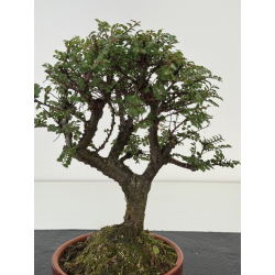 Ulmus parvifolia Hokkaido I-8694 vista 2