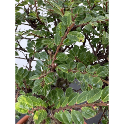 Ulmus parvifolia Hokkaido I-8694 view 3