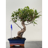 Ficus retusa I-8695