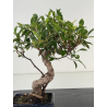 Ficus retusa I-8695 vista 2