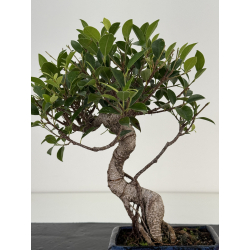 Ficus retusa I-8695 vista 3