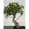 Ficus retusa I-8695 vista 3