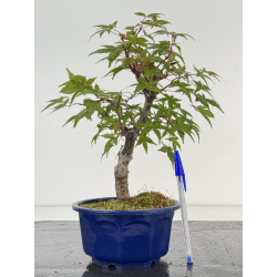 Acer palmatum deshojo I-8696