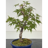 Acer palmatum deshojo I-8696 vista 2
