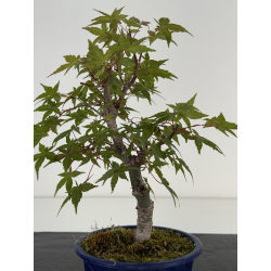 Acer palmatum deshojo I-8696 vista 3