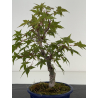 Acer palmatum deshojo I-8696 vista 3