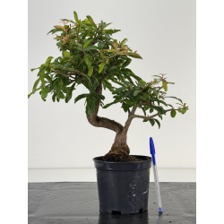 Punica granatum -granado- nejikan I-8697
