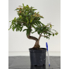 Punica granatum nejikan I-8697