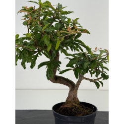 Punica granatum -granado- nejikan I-8697 vista 2