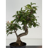 Punica granatum -granado- nejikan I-8697 vista 3
