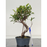 Ficus retusa I-8698