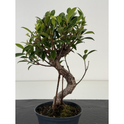 Ficus retusa I-8698 vista 2