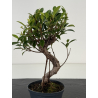 Ficus retusa I-8698 vista 2